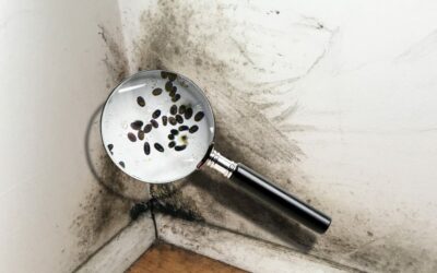 Black Mold Symptoms and Health Effects